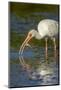 Little Estero Lagoon, Fort Myers Beach, FL. White Ibis eating a female, egg-bearing, Blue Crab.-Janet Horton-Mounted Photographic Print