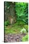 Little Fairy Tale Door in a Tree Trunk.-Hannamariah-Stretched Canvas