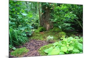 Little Fairy Tale Door in a Tree Trunk.-Hannamariah-Mounted Photographic Print