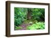 Little Fairy Tale Door in a Tree Trunk.-Hannamariah-Framed Photographic Print