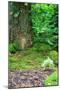 Little Fairy Tale Door in a Tree Trunk.-Hannamariah-Mounted Photographic Print