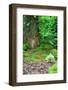 Little Fairy Tale Door in a Tree Trunk.-Hannamariah-Framed Photographic Print