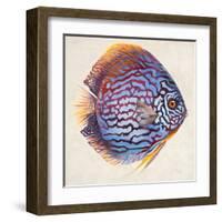 Little Fish I-Patricia Pinto-Framed Art Print