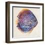 Little Fish I-Patricia Pinto-Framed Art Print