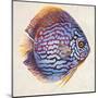 Little Fish I-Patricia Pinto-Mounted Art Print