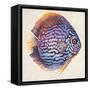 Little Fish I-Patricia Pinto-Framed Stretched Canvas