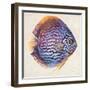 Little Fish I-Patricia Pinto-Framed Art Print