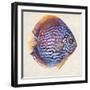 Little Fish I-Patricia Pinto-Framed Art Print
