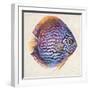 Little Fish I-Patricia Pinto-Framed Art Print