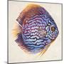 Little Fish I-Patricia Pinto-Mounted Premium Giclee Print