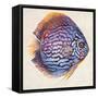 Little Fish I-Patricia Pinto-Framed Stretched Canvas