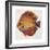 Little Fish II-Patricia Pinto-Framed Premium Giclee Print