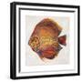 Little Fish II-Patricia Pinto-Framed Premium Giclee Print