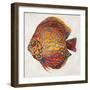 Little Fish II-Patricia Pinto-Framed Premium Giclee Print
