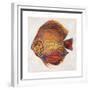 Little Fish II-Patricia Pinto-Framed Premium Giclee Print