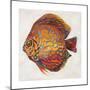 Little Fish II-Patricia Pinto-Mounted Premium Giclee Print