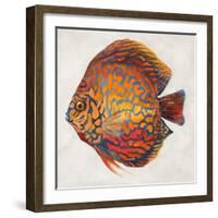 Little Fish II-Patricia Pinto-Framed Art Print