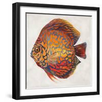 Little Fish II-Patricia Pinto-Framed Art Print