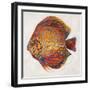 Little Fish II-Patricia Pinto-Framed Art Print