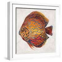 Little Fish II-Patricia Pinto-Framed Art Print