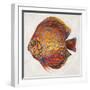 Little Fish II-Patricia Pinto-Framed Art Print