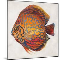 Little Fish II-Patricia Pinto-Mounted Art Print