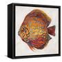 Little Fish II-Patricia Pinto-Framed Stretched Canvas