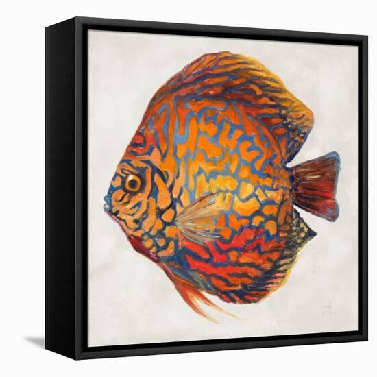 Little Fish II-Patricia Pinto-Framed Stretched Canvas