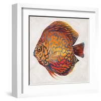 Little Fish II-Patricia Pinto-Framed Art Print