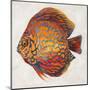 Little Fish II-Patricia Pinto-Mounted Art Print