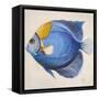 Little Fish III-Patricia Pinto-Framed Stretched Canvas