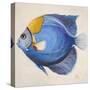 Little Fish III-Patricia Pinto-Stretched Canvas