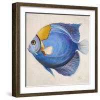 Little Fish III-Patricia Pinto-Framed Art Print