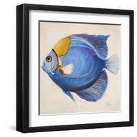 Little Fish III-Patricia Pinto-Framed Art Print