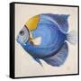 Little Fish III-Patricia Pinto-Framed Stretched Canvas