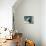Little Fisherman - Black Crowned Night Heron-Joni Johnson-Godsy-Giclee Print displayed on a wall