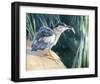 Little Fisherman - Black Crowned Night Heron-Joni Johnson-Godsy-Framed Giclee Print