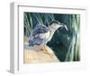 Little Fisherman - Black Crowned Night Heron-Joni Johnson-Godsy-Framed Giclee Print