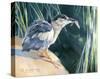 Little Fisherman - Black Crowned Night Heron-Joni Johnson-Godsy-Stretched Canvas