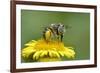 Little Flower Bee (Anthophora Bimaculata) Collecting Pollen From Flower (Pulicaria Dysenterica)-Andy Sands-Framed Photographic Print