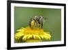 Little Flower Bee (Anthophora Bimaculata) Collecting Pollen From Flower (Pulicaria Dysenterica)-Andy Sands-Framed Photographic Print