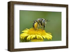 Little Flower Bee (Anthophora Bimaculata) Collecting Pollen From Flower (Pulicaria Dysenterica)-Andy Sands-Framed Photographic Print