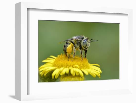 Little Flower Bee (Anthophora Bimaculata) Collecting Pollen From Flower (Pulicaria Dysenterica)-Andy Sands-Framed Photographic Print