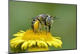 Little Flower Bee (Anthophora Bimaculata) Collecting Pollen From Flower (Pulicaria Dysenterica)-Andy Sands-Mounted Photographic Print