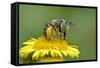 Little Flower Bee (Anthophora Bimaculata) Collecting Pollen From Flower (Pulicaria Dysenterica)-Andy Sands-Framed Stretched Canvas