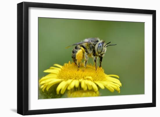 Little Flower Bee (Anthophora Bimaculata) Collecting Pollen From Flower (Pulicaria Dysenterica)-Andy Sands-Framed Photographic Print