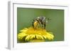 Little Flower Bee (Anthophora Bimaculata) Collecting Pollen From Flower (Pulicaria Dysenterica)-Andy Sands-Framed Photographic Print