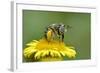 Little Flower Bee (Anthophora Bimaculata) Collecting Pollen From Flower (Pulicaria Dysenterica)-Andy Sands-Framed Photographic Print