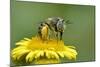 Little Flower Bee (Anthophora Bimaculata) Collecting Pollen From Flower (Pulicaria Dysenterica)-Andy Sands-Mounted Photographic Print