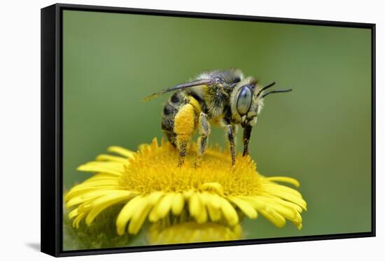 Little Flower Bee (Anthophora Bimaculata) Collecting Pollen From Flower (Pulicaria Dysenterica)-Andy Sands-Framed Stretched Canvas